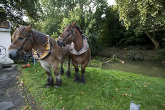 image : photo de chevaux dégageant un tronc arbre du Midou à Mont de Marsan