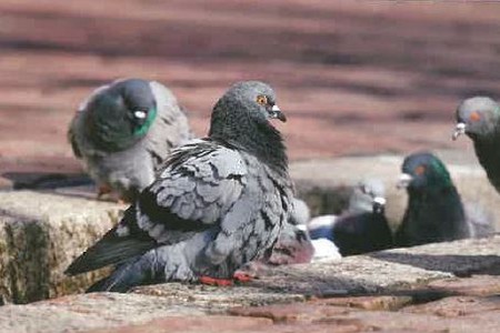 image : Pigeon sur un trottoire