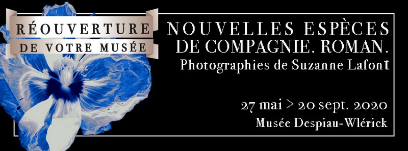 image : Bandeau Nouvelles espéce de compagnie - Lafond - Musée Despiau Wlérick